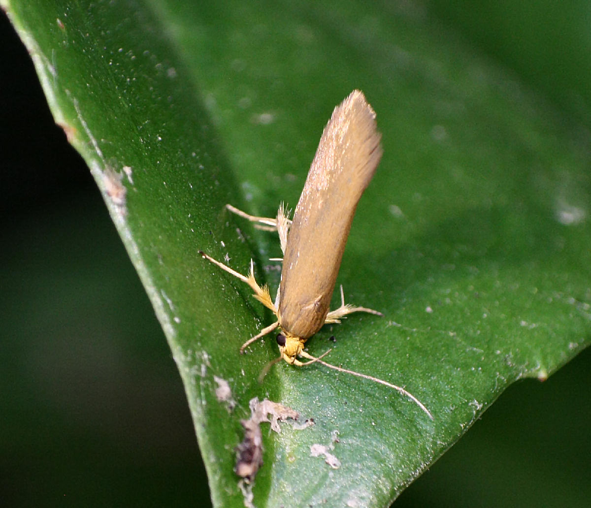 farfallina da identificare